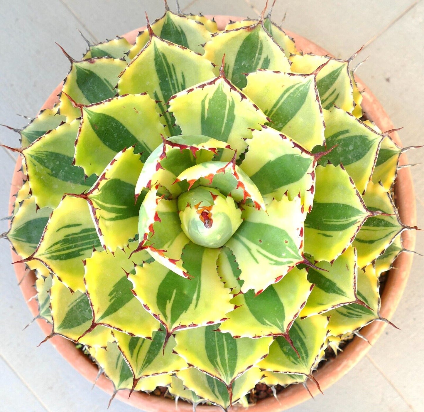 Agave potatorum cv "DESERT DIAMOND" variegated succulent with sharp spines and yellow-green leaves