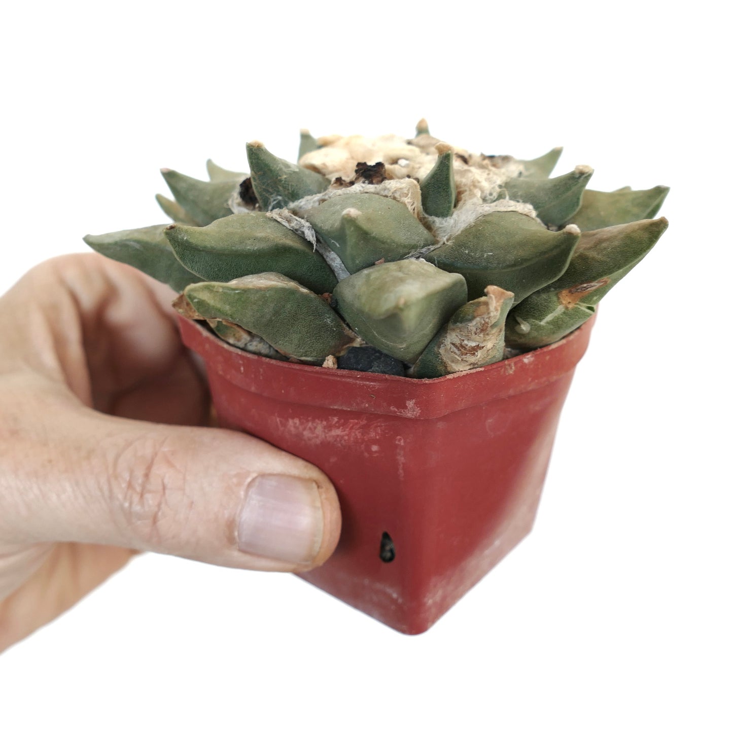 Ariocarpus retusus sukkulent kaktus med tykke grønn-grå knoller i liten potte