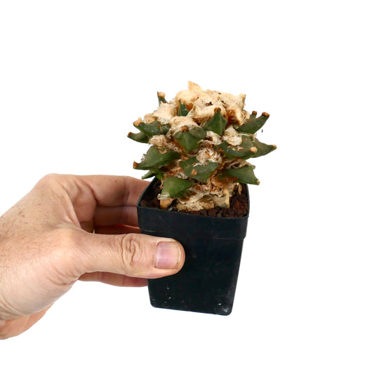 Ariocarpus retusus X fissuratus cv BALL LANATUS small succulent cactus with woolly textured tubercles in black pot