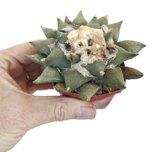 アリオカルプス・レツス 多肉植物のサボテン、小さな鉢に入った緑灰色のイボと綿毛のある中心部