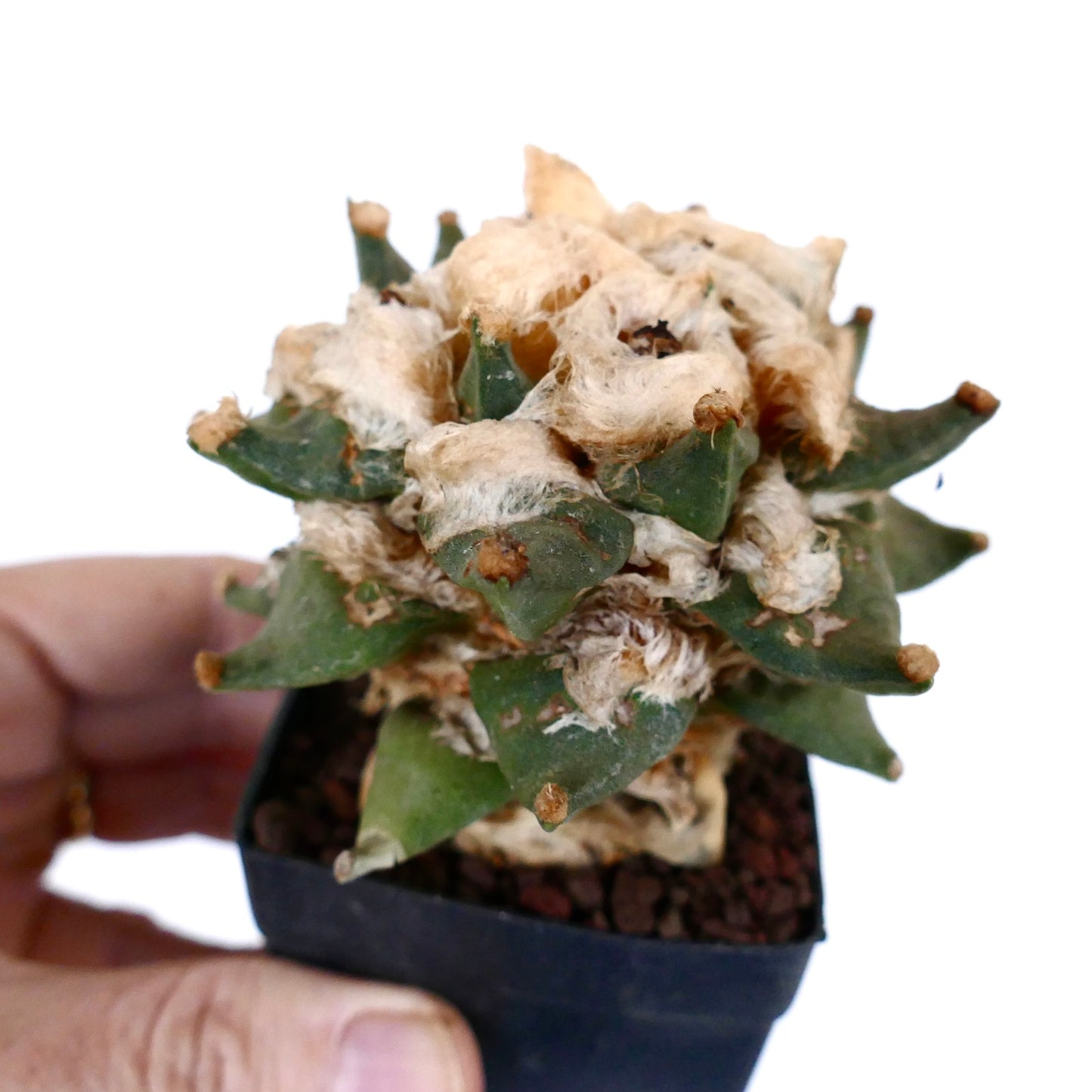 Ariocarpus retusus X fissuratus cv BALL LANATUS rare succulent cactus with woolly textured tubercles