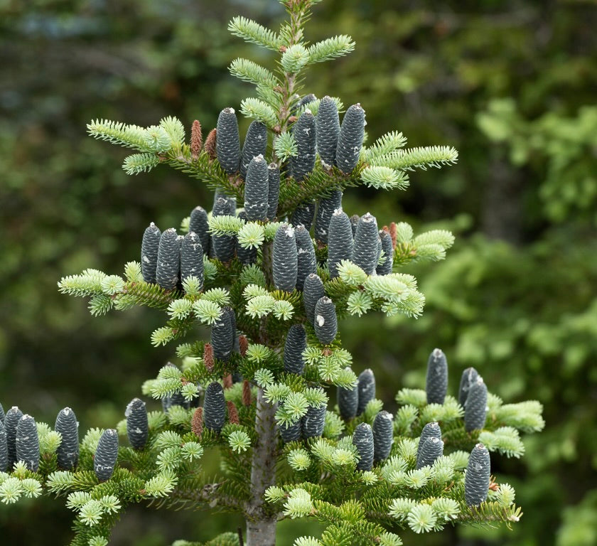 Abies balsamea árbol perenne con densos conos azules y brillantes racimos de agujas verdes