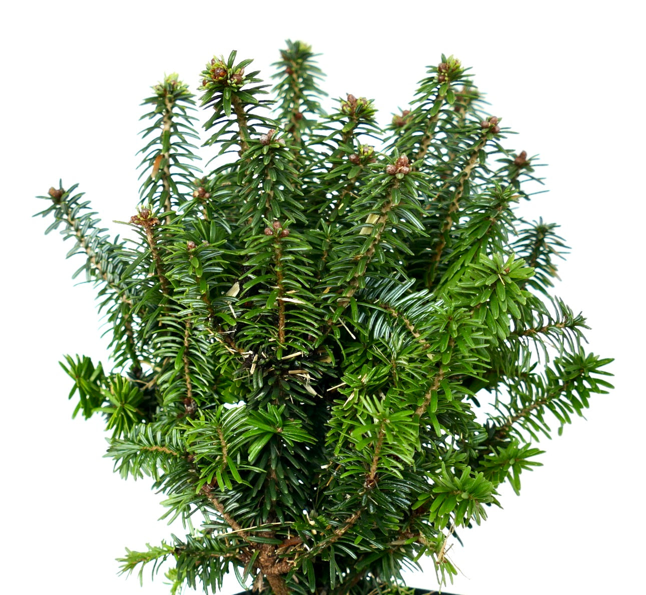 Abies balsamea