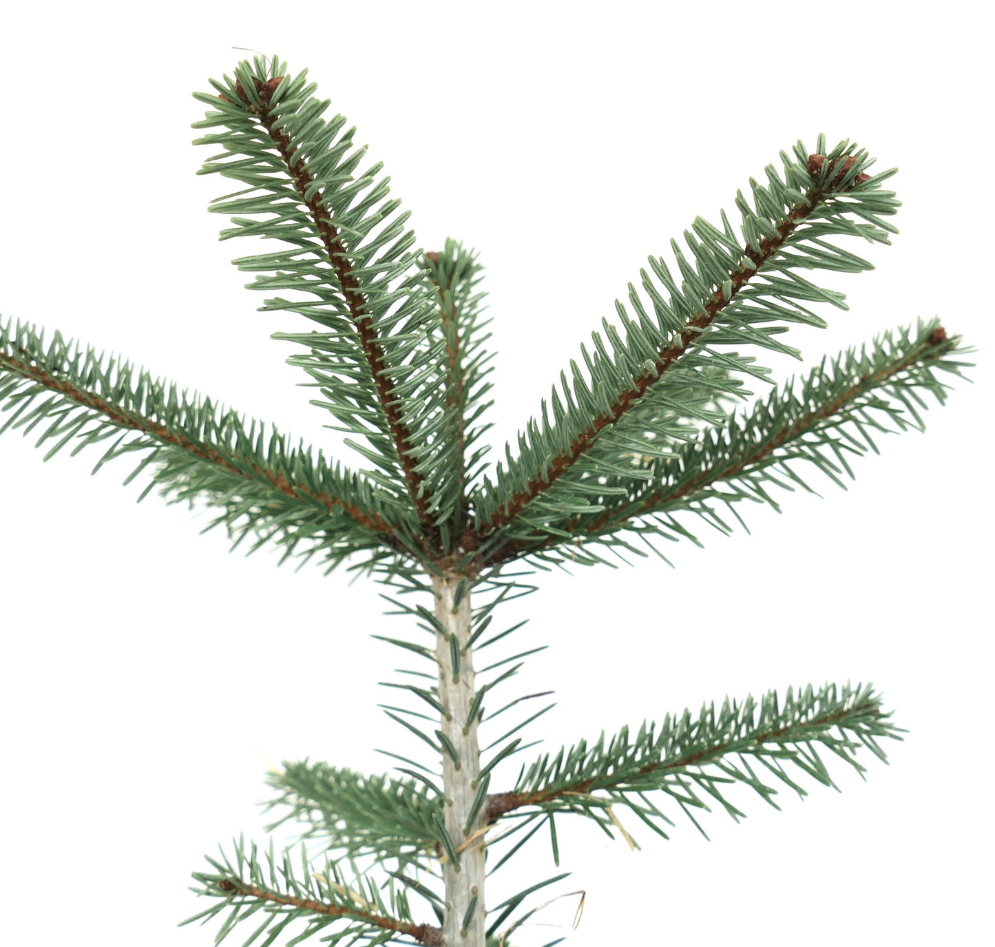 Abies bornmuelleriana young conifer branch with dense blue-green needles and reddish stems