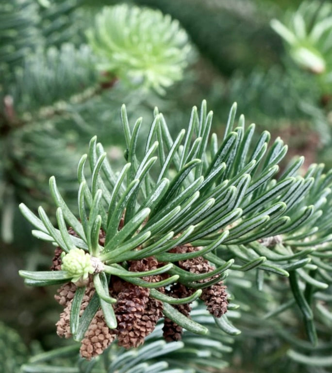 Abies cephalonica