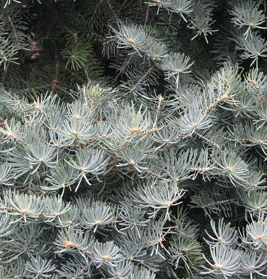 Abies concolor dense blue-green needle evergreen conifer with soft texture branches