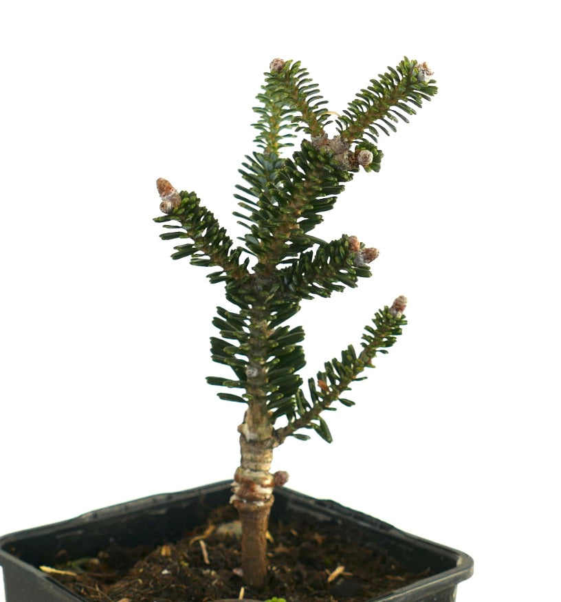 Abies koreana OBERON