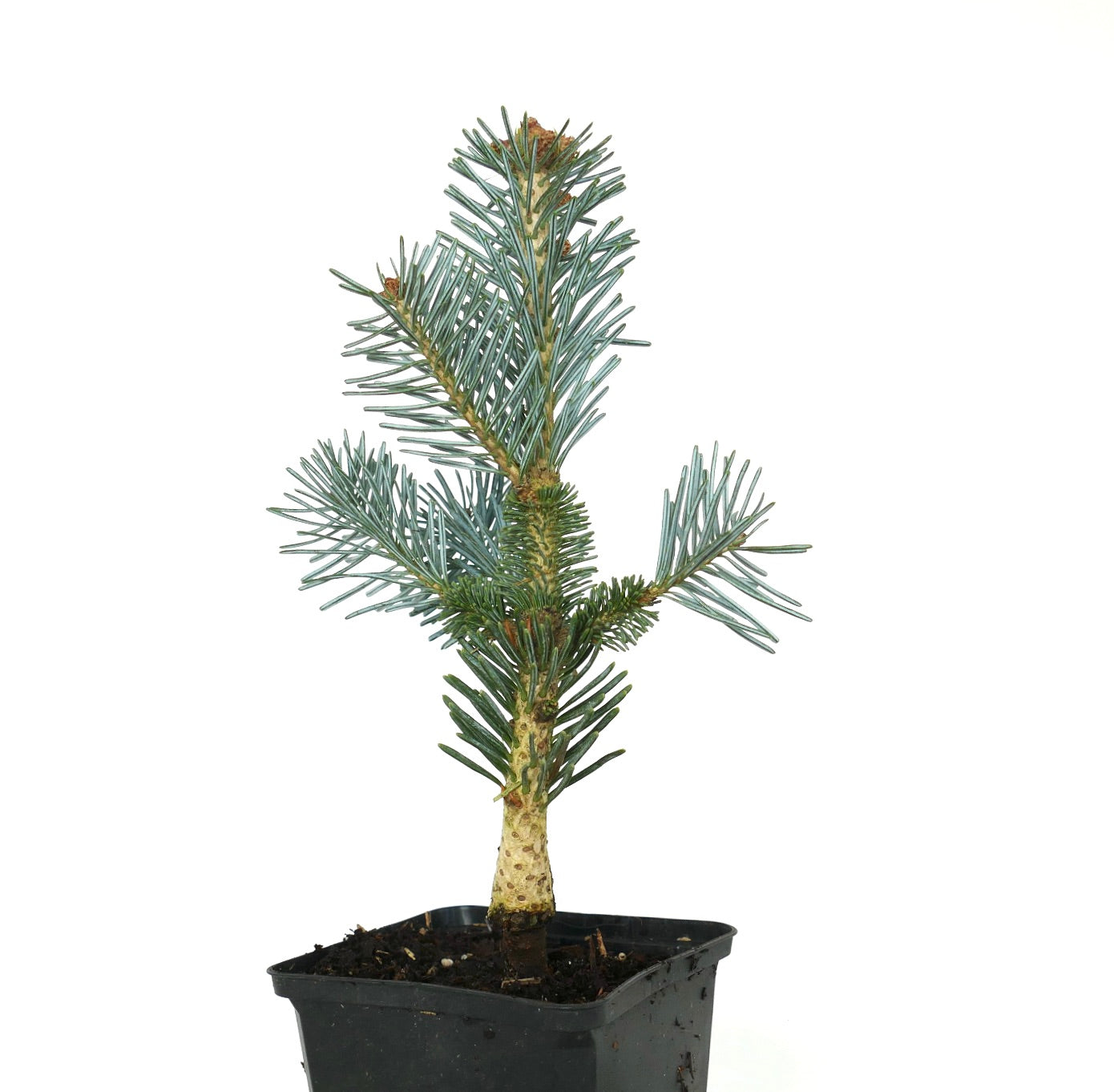 Abies lasiocarpa cv SILVER MOUNTAIN