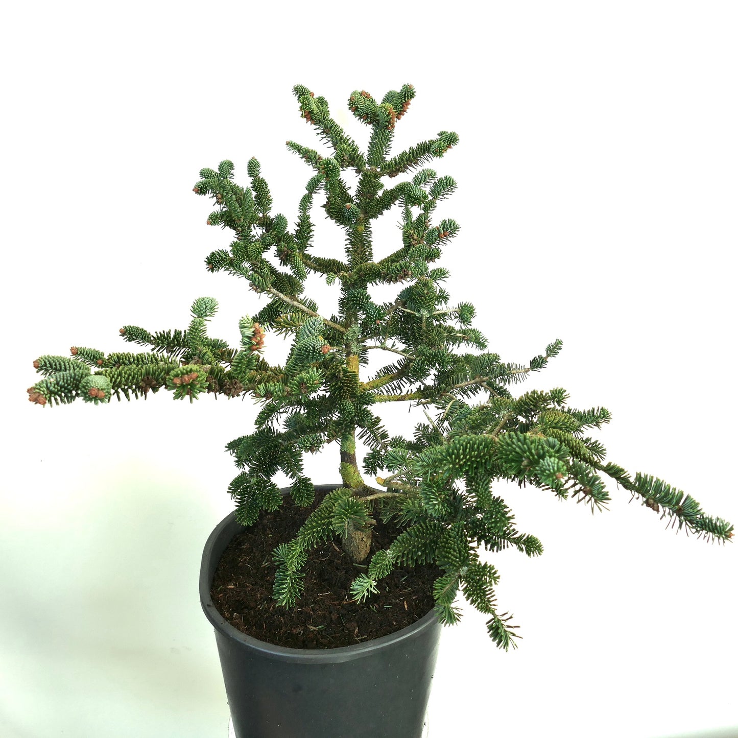 Abies numidica pequeño conífera en maceta con densas agujas verde oscuro y ramas extendidas