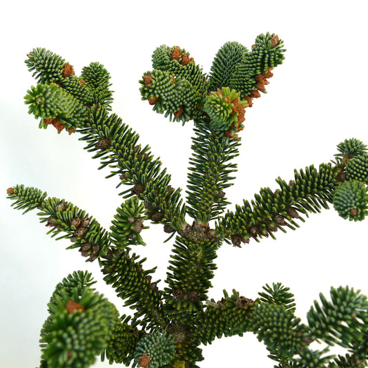 Abies numidica dense evergreen conifer branches with dark green needle clusters and brown buds