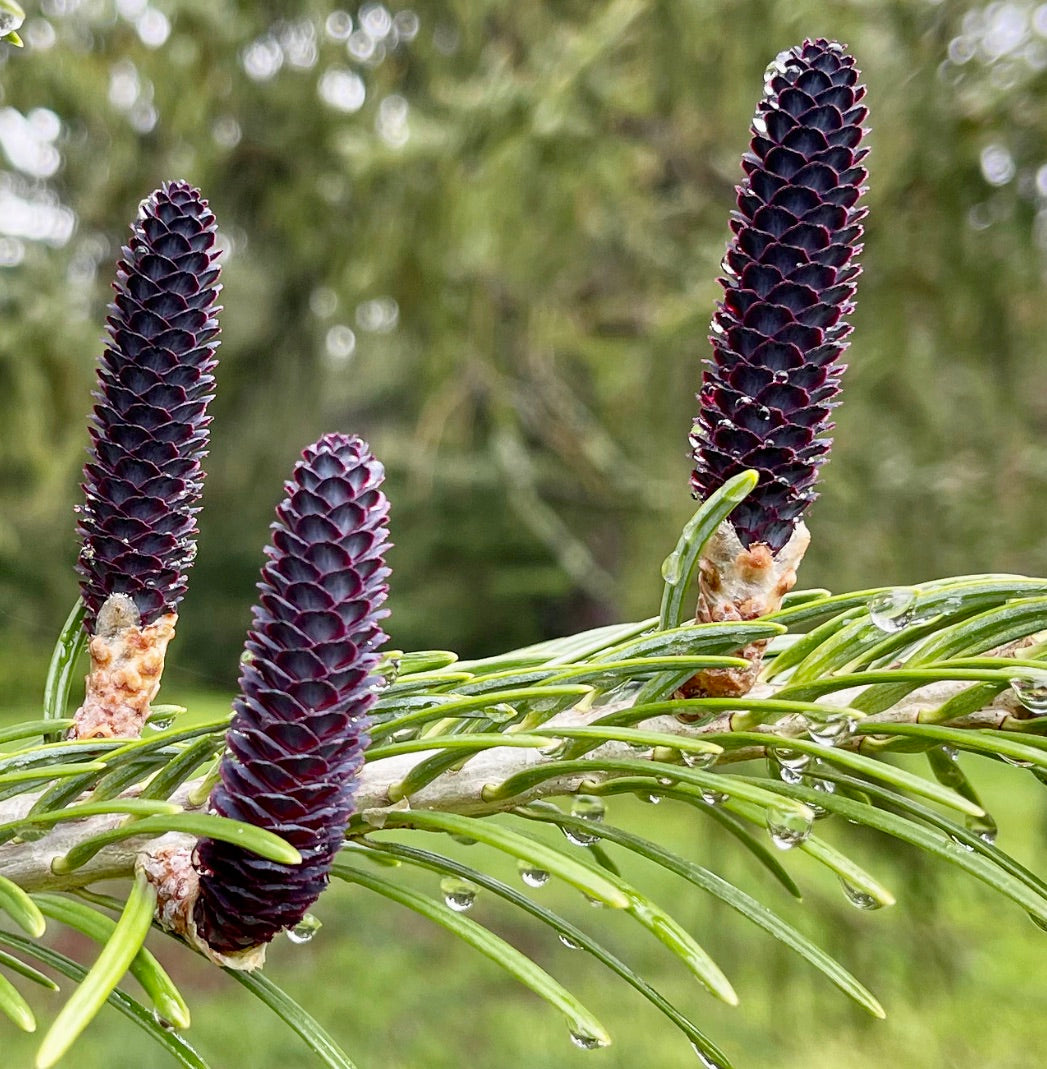 Abies pindrow dark purple cones with fresh green needles and water droplets close-up