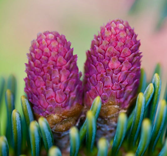 Abies pinsapo close-up of vibrant purple cones with green needle foliage