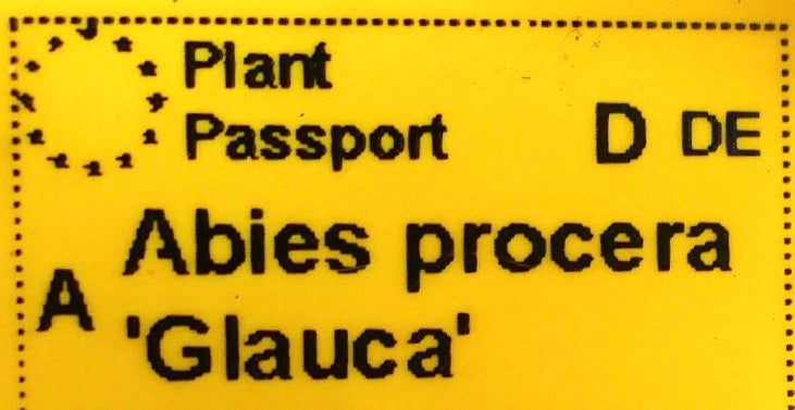 Abies procera 'Glauca' seltener Nadelbaum mit silbrig-blauen Nadeln und dichtem Laub