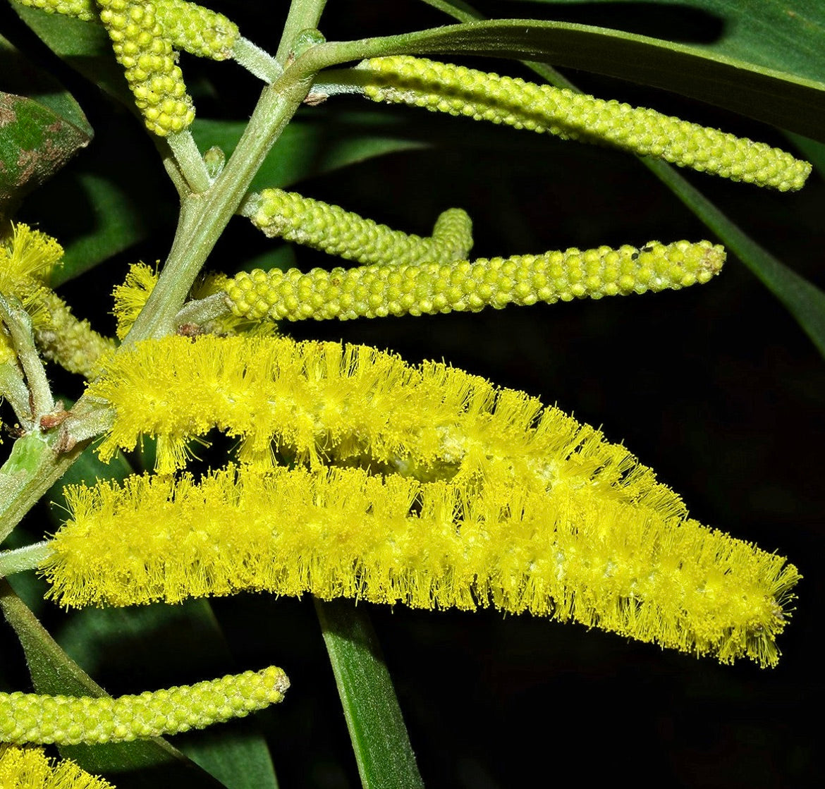 Acacia auriculiformis bright yellow cylindrical flower spikes with green foliage close-up