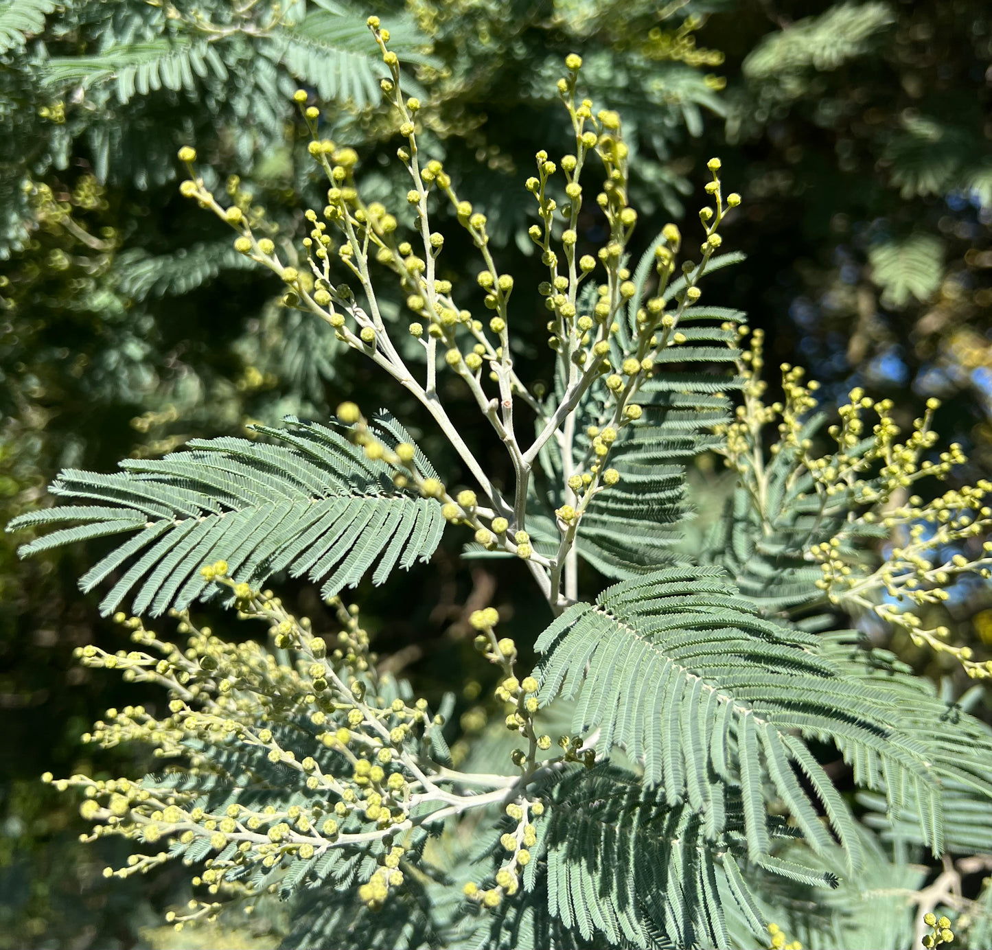Acacia dealbata delicate yellow flower buds with feathery green leaves close-up