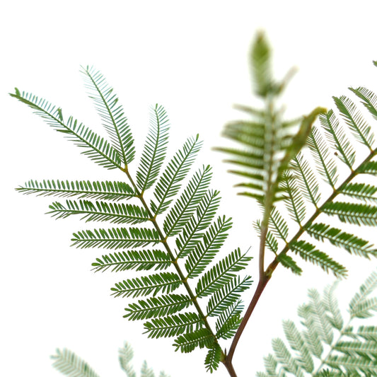 Acacia dealbata delicate green fern-like leaves with fine leaflets on slender stems