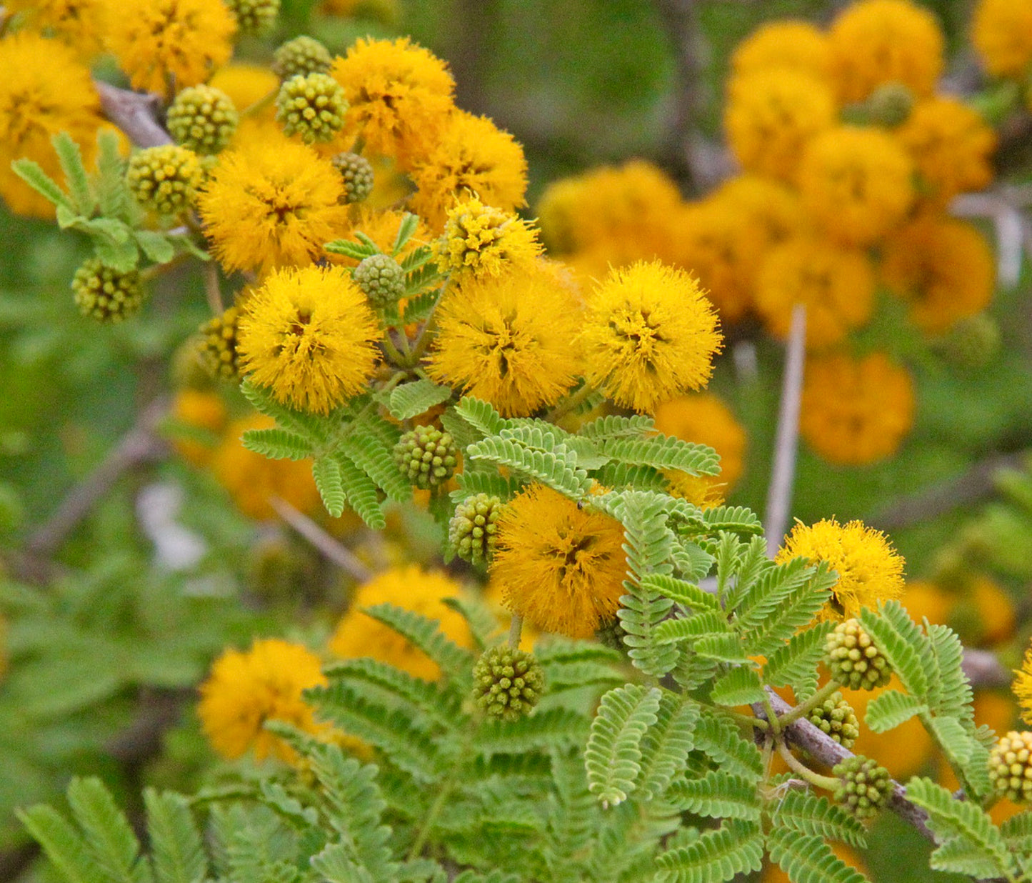 Acacia farnesiana bright yellow fluffy flower clusters with green fern-like leaves
