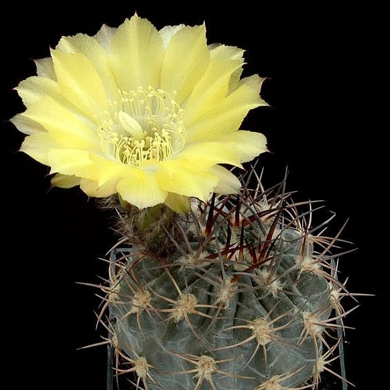 Acanthocalycium catamarcense Kaktus mit großer, blassgelber Blüte und scharfen Dornen