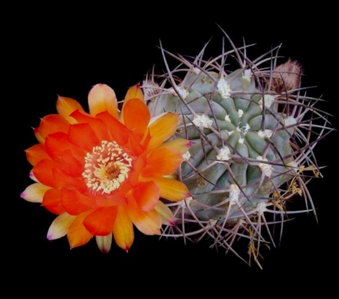 Acanthocalycium ferrari Kaktus mit großer, lebhafter orangefarbener Blüte und auffälligen Dornen