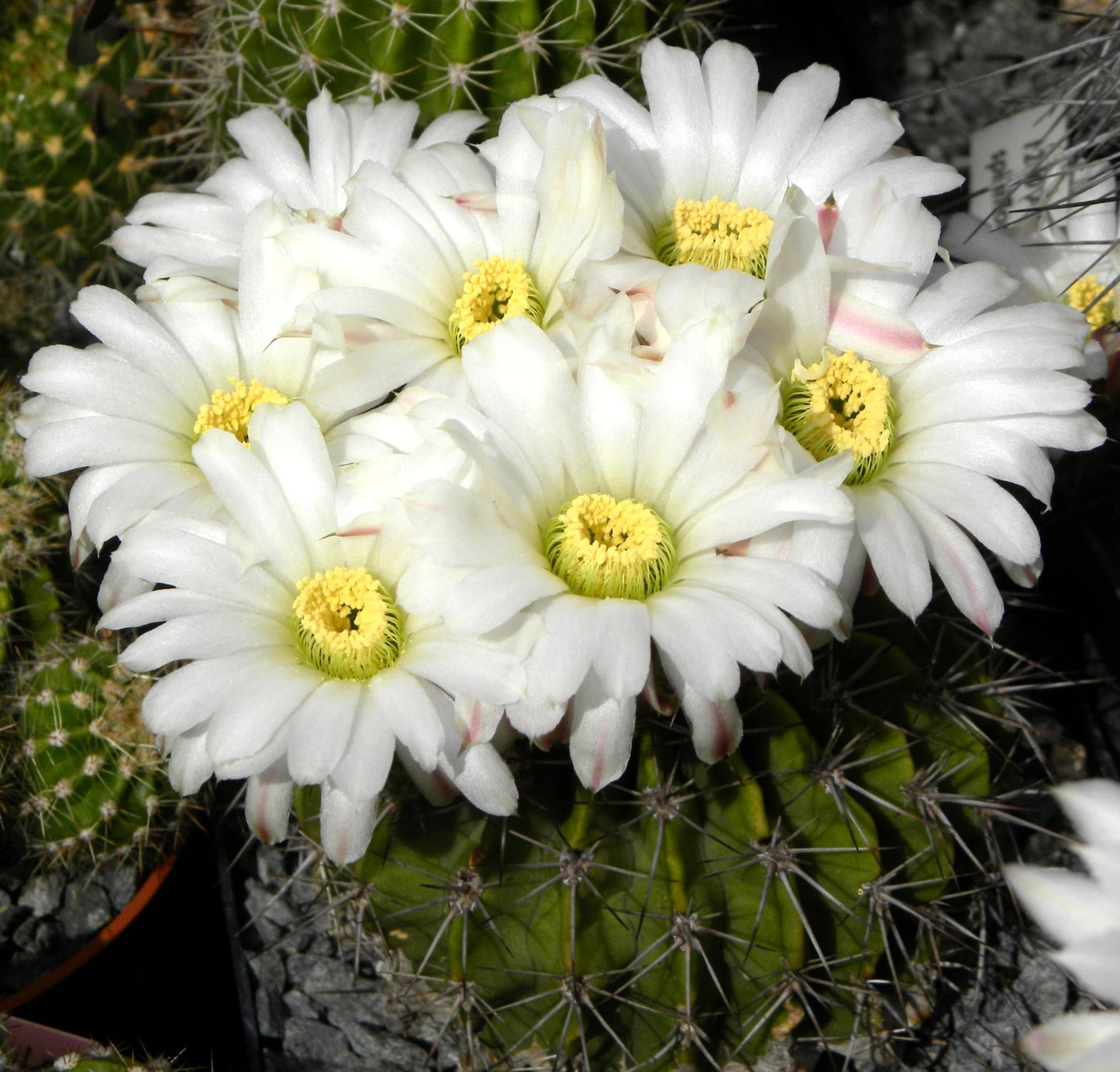 Acanthocalycium klimpelianum cactus with large white flowers and prominent spines blooming