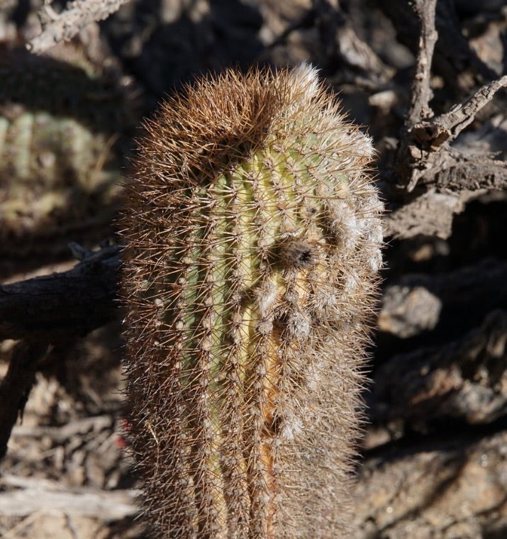 Acanthocalycium brevispinum großer grüner Kaktus mit dichten braunen Stacheln und gerippter Textur