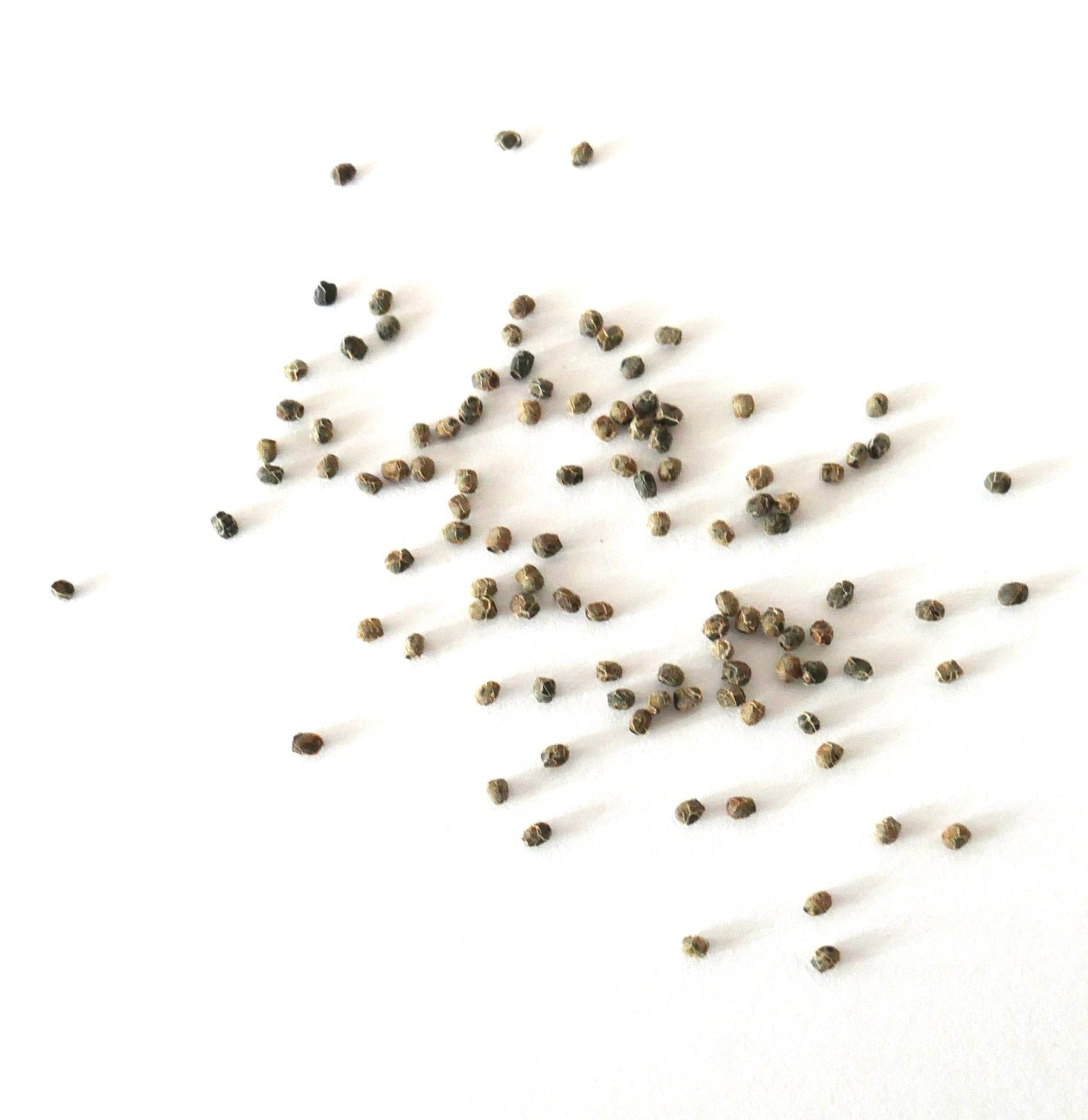 Acanthocalycium glaucum WR872 SEMI