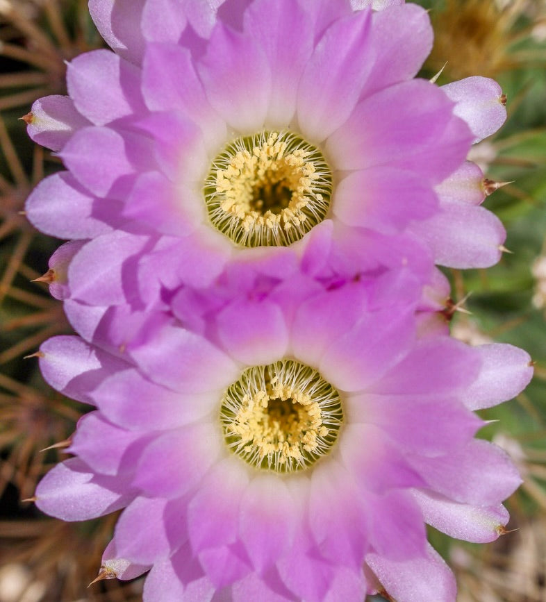 Acanthocalycium violaceum-kaktus med levende rosa blomster og gule støvbærere i blomst
