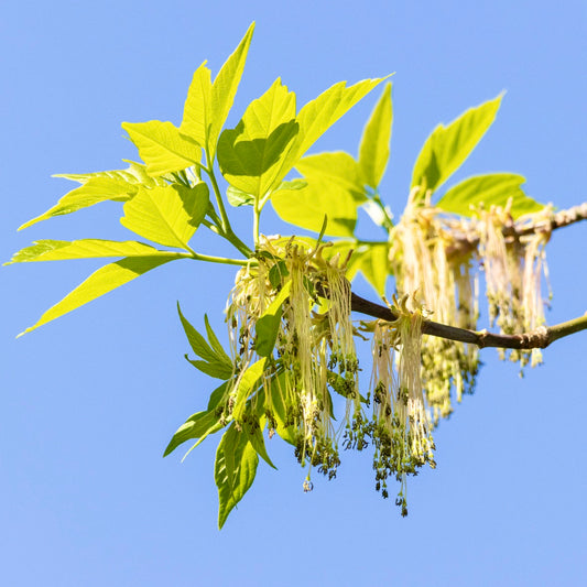 Acer negundo bright green compound leaves with hanging yellow-green flowers against blue sky