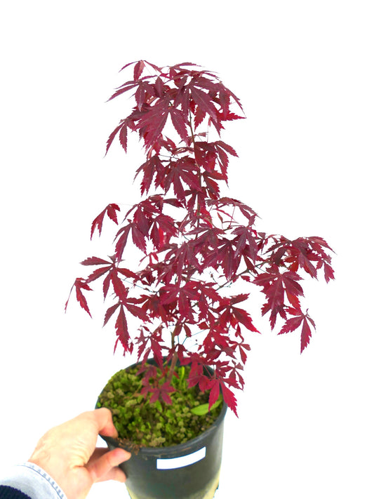 Acer palmatum cv DESHOJO small potted Japanese maple with vibrant red serrated leaves