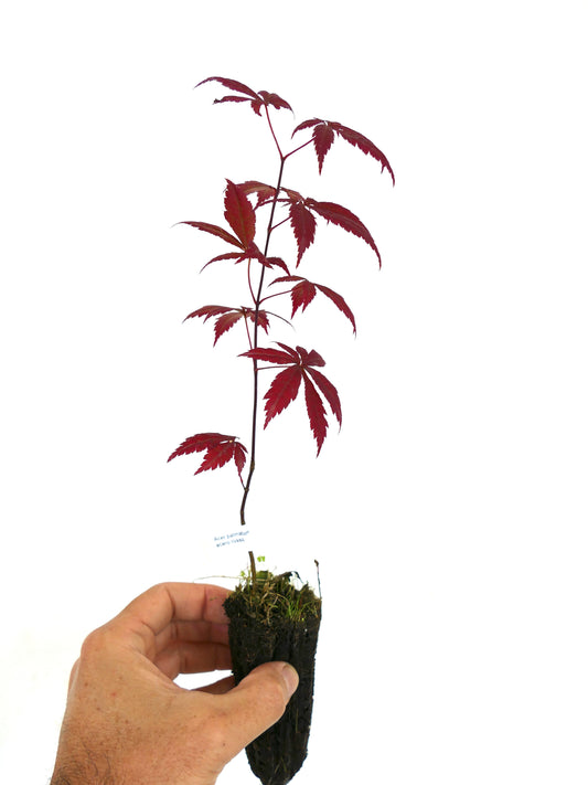 Acer palmatum cv atropurpureum young plant with deep red lobed leaves in soil plug