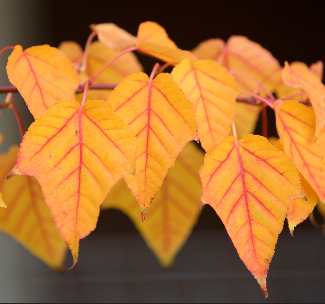Acer davidii vibrant orange autumn leaves with red veins on slender branches