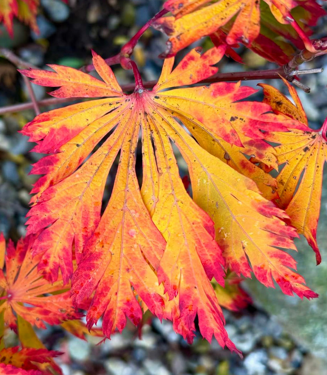 Acer japonicum cv 'aconitifolium' vibrant orange and red deeply lobed autumn leaves