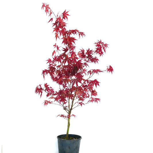 Acer palmatum "bloodgood" small tree with vibrant red deeply lobed leaves in pot