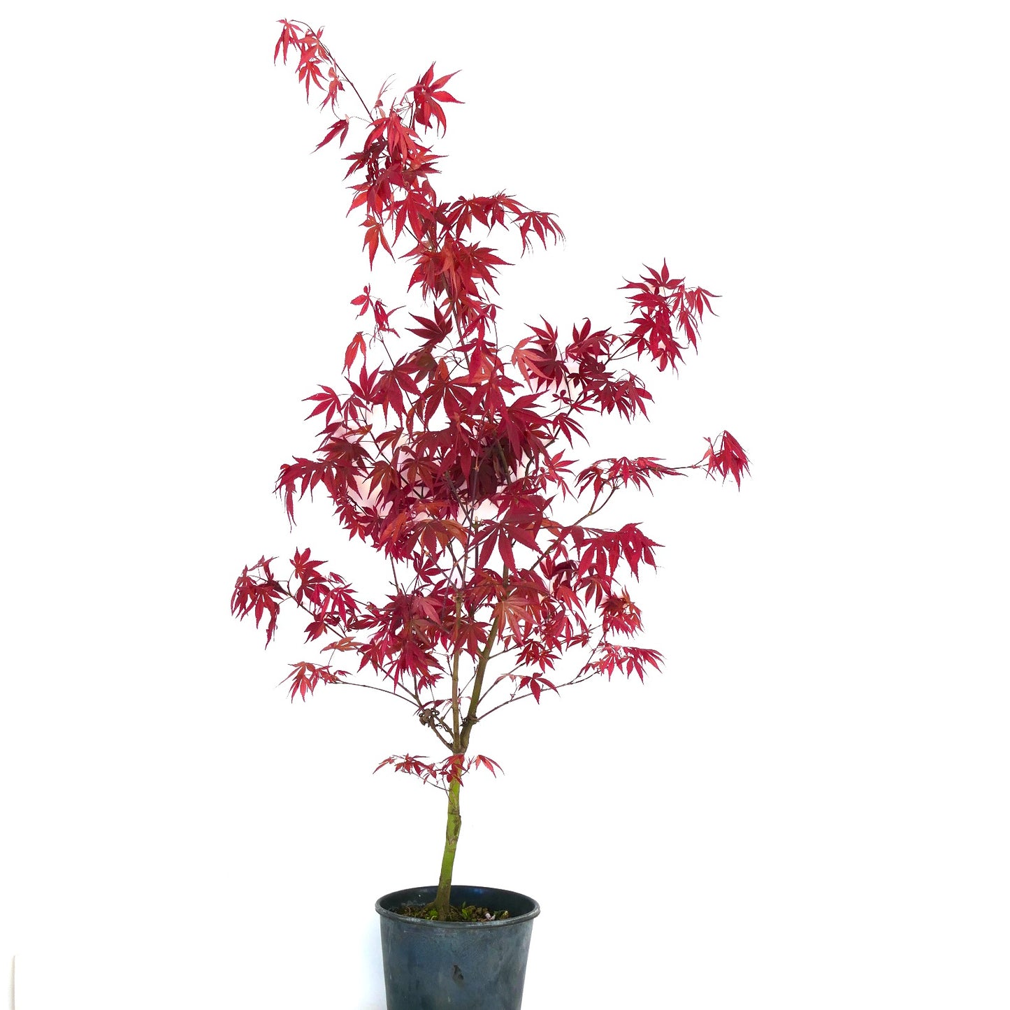 Acer palmatum "bloodgood" GRAFTED 70-90cm