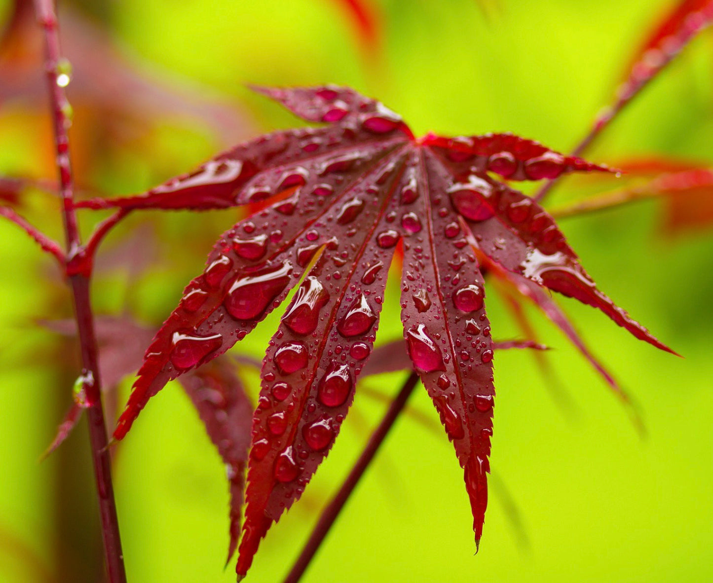 Acer palmatum cv 'FIRE GLOW' leuchtend rote Blätter mit Wassertropfen Nahaufnahme
