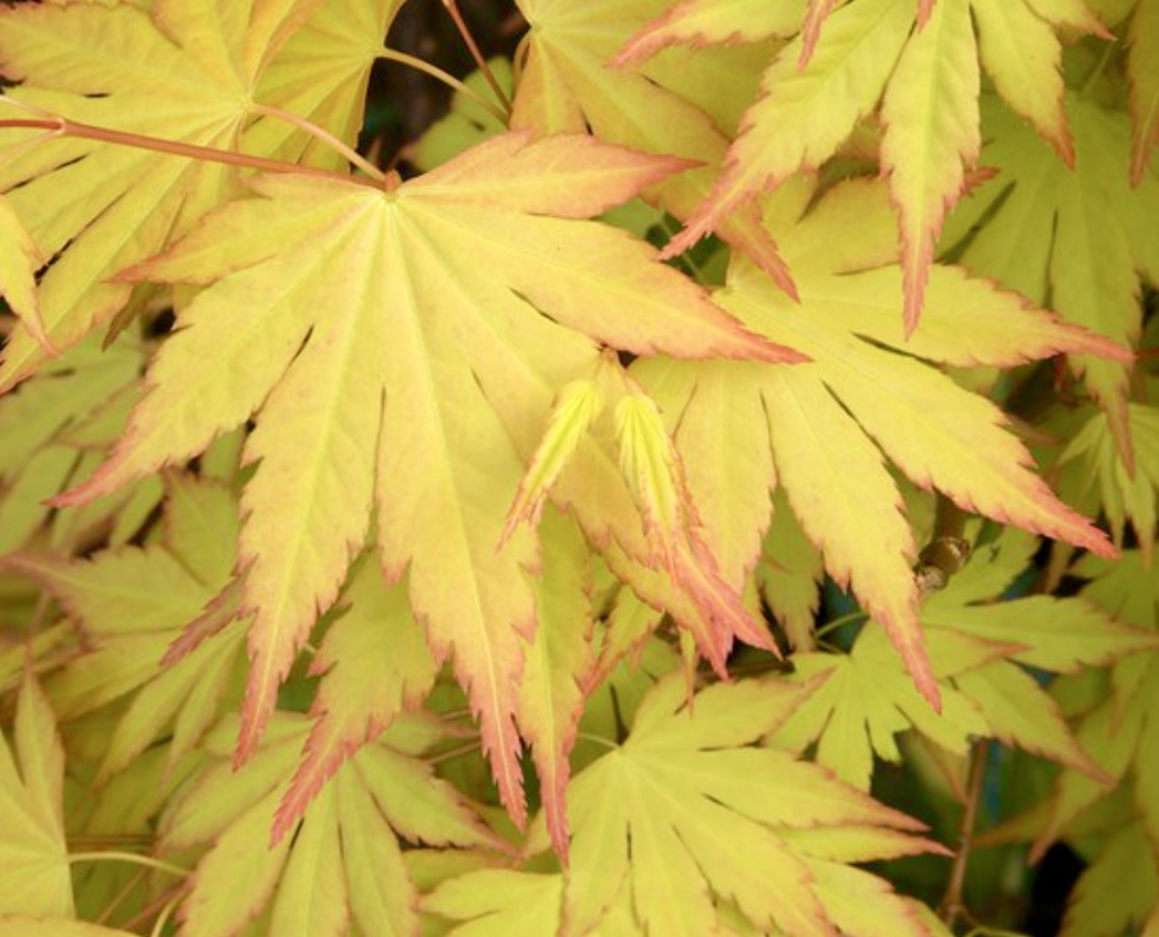 Acer palmatum cv 'Summer Gold' vibrant yellow leaves with red edges delicate texture