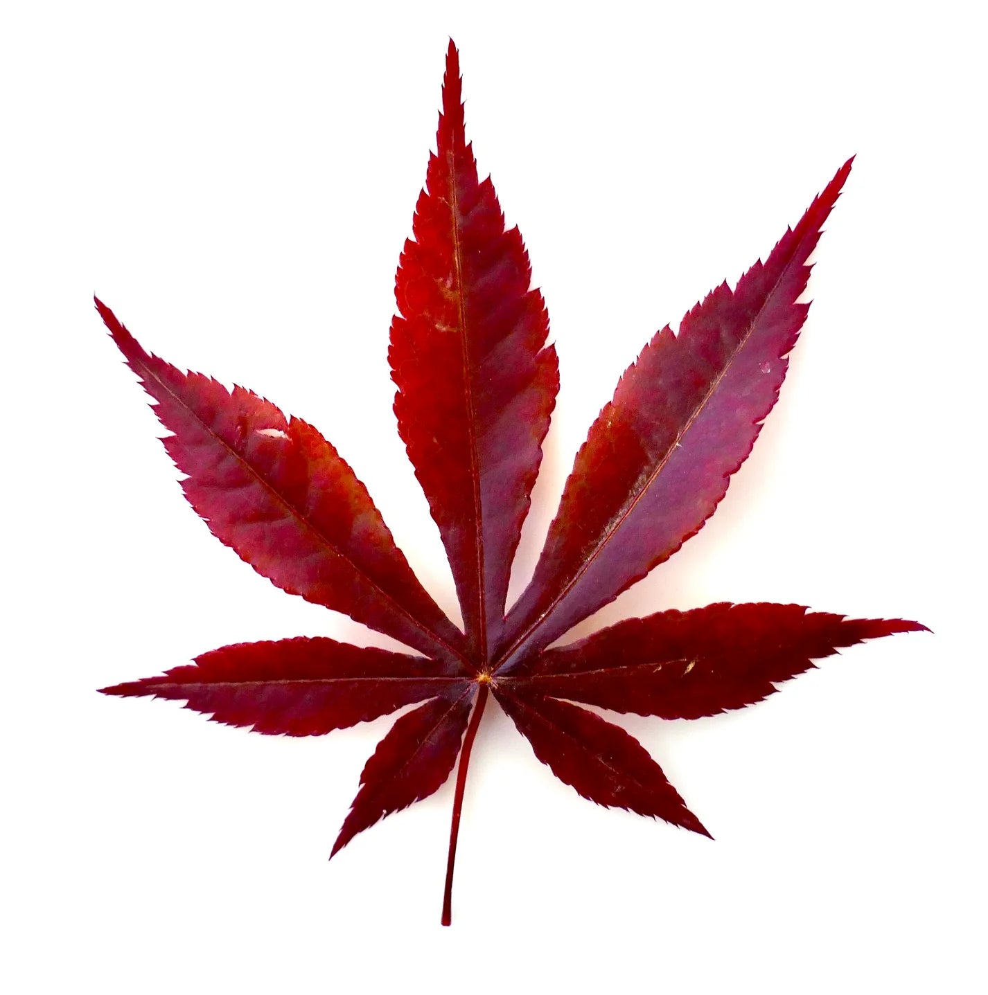 アセル・パルマタム cv アトロプルプレウム 深紅の掌状葉とギザギザの縁