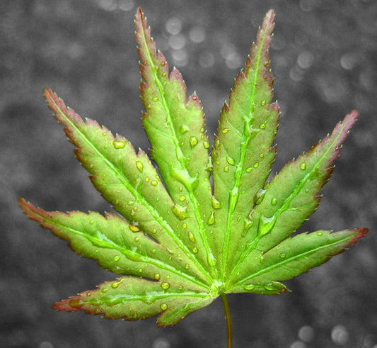 Acer palmatum polymorphum cv "Midori" fresh green maple leaf with water droplets