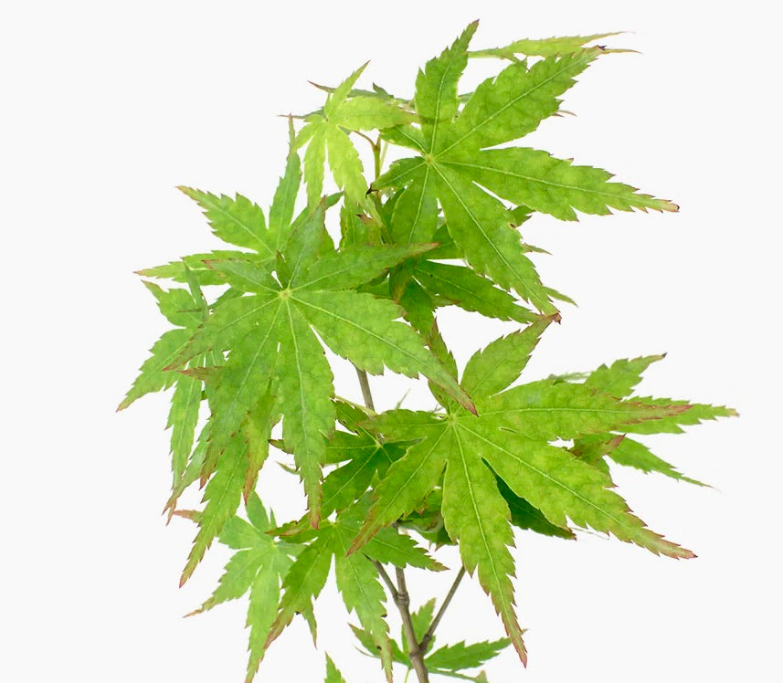 Acer palmatum polymorphum cv "VIRIDIS" leuchtend grüne, tief gelappte Blätter mit gezackten Rändern