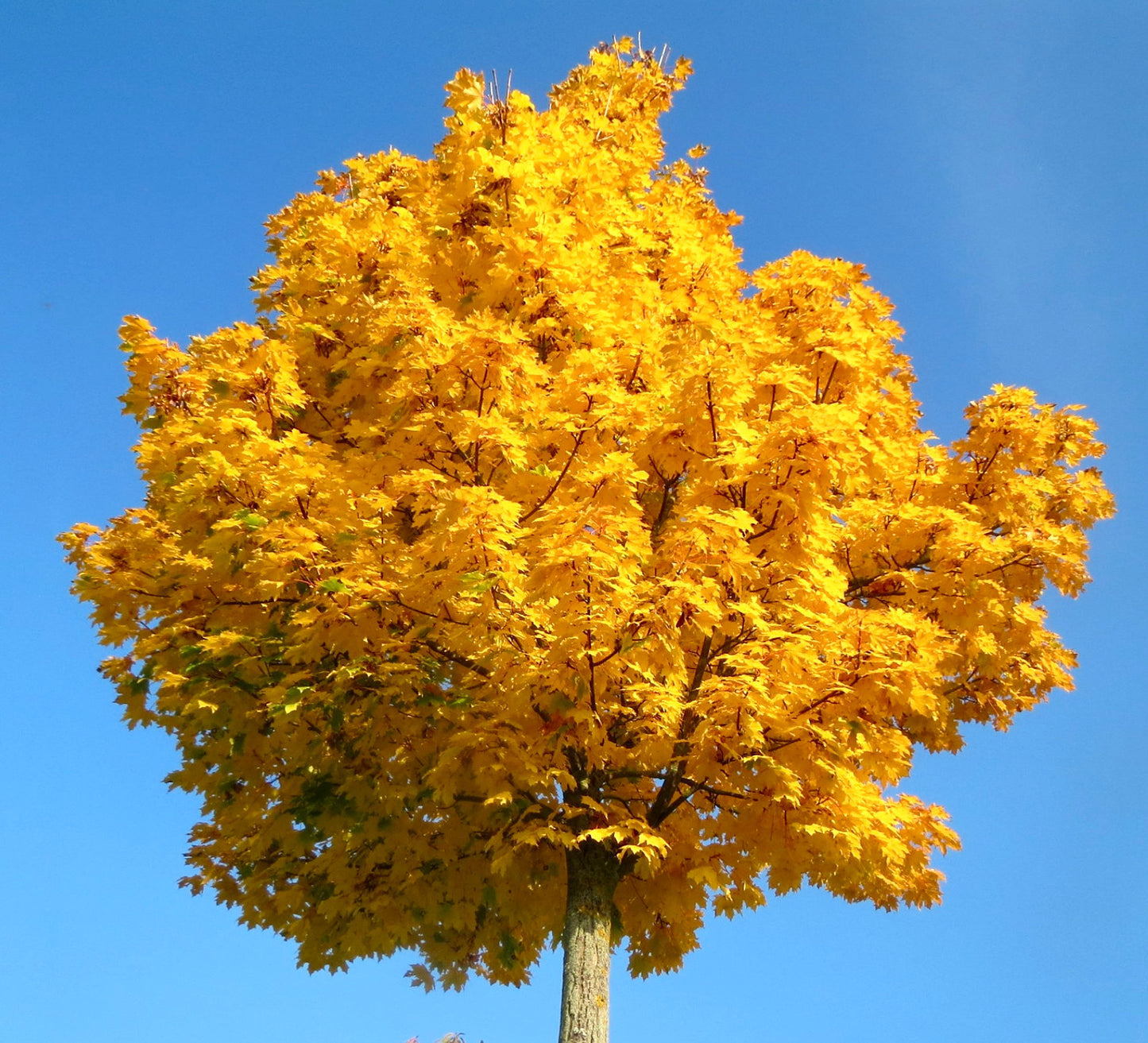 Acer platanoides tree with vibrant yellow autumn foliage against clear blue sky