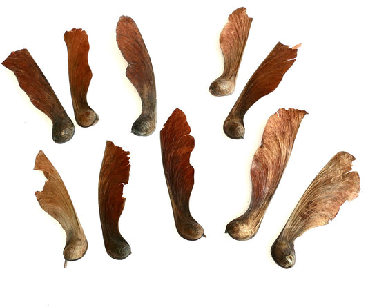 Acer pseudowilsonii winged seeds with brown papery samaras for tree propagation