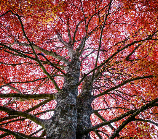 Acer rubrum cv "BRANDYWINE" tall tree with vibrant red autumn foliage and textured bark