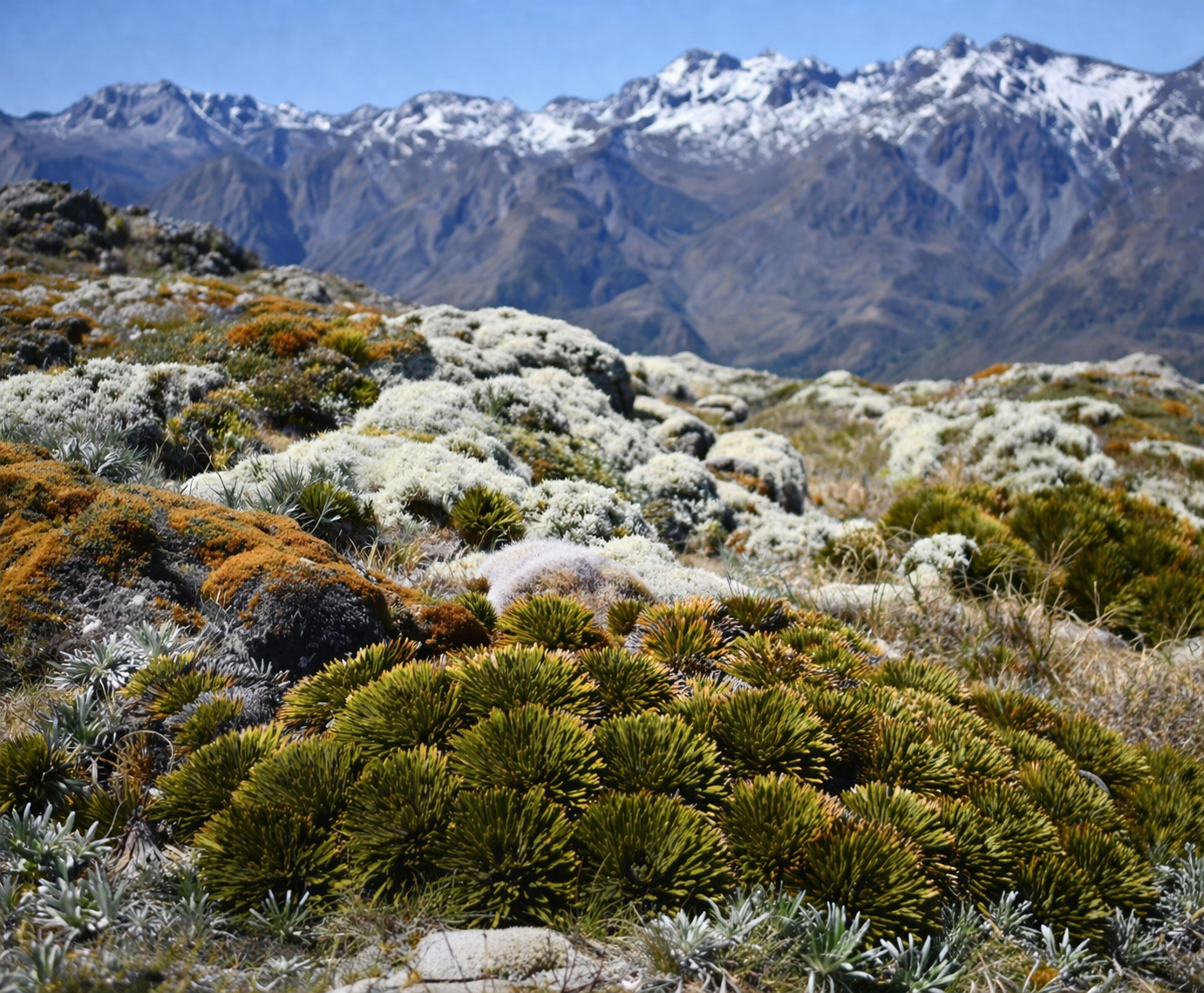 Aciphylla crosby-smithii dense spiky green alpine shrub with snow-capped mountains background