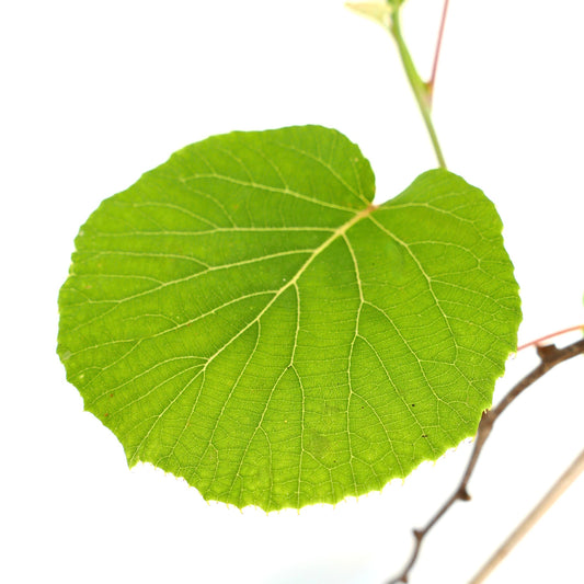 Actinidia deliciosa bright green round leaf with visible veins and smooth edges