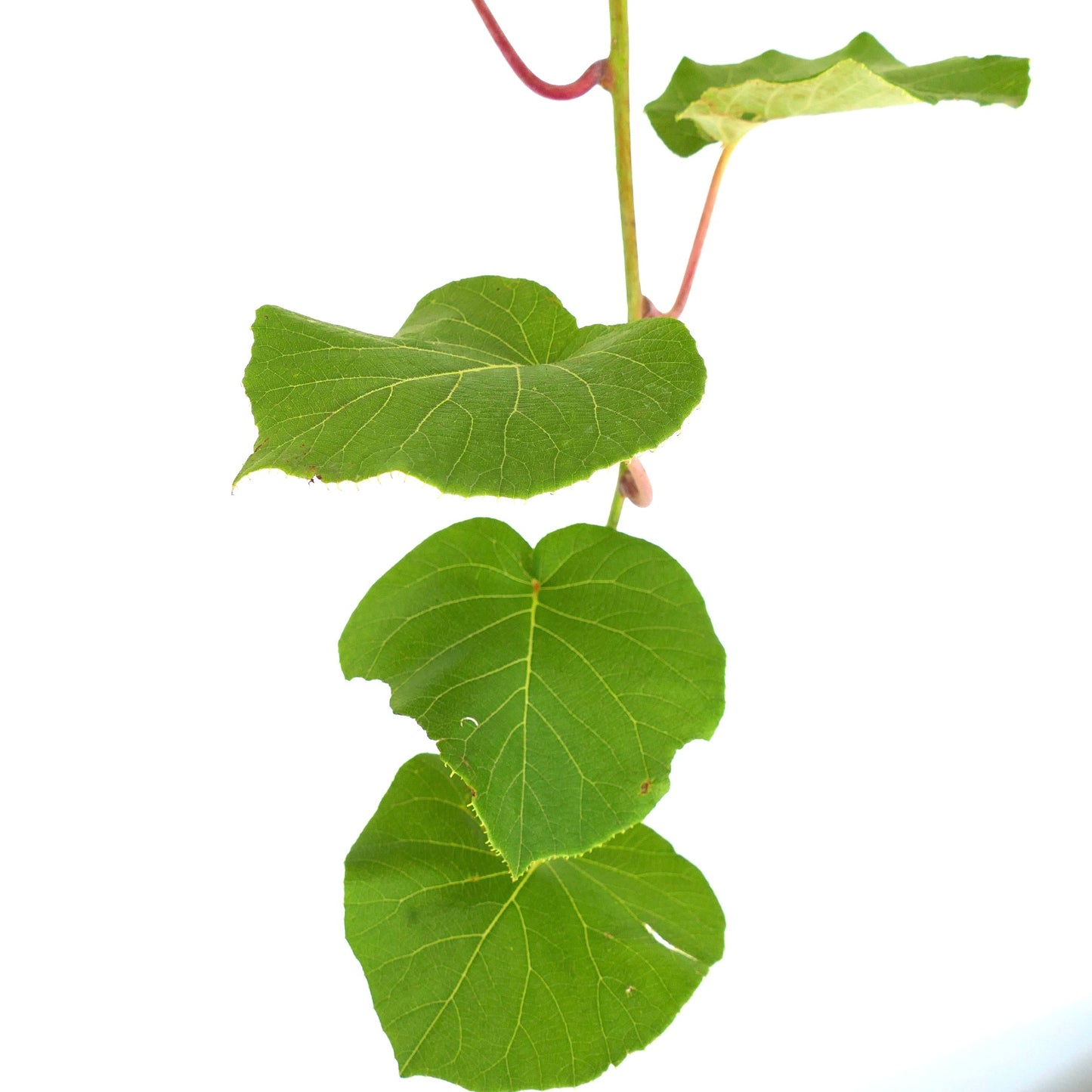 Actinidia deliciosa vine with large green heart-shaped leaves and visible veins