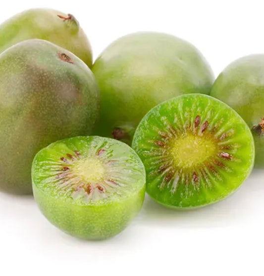 Actinidia deliciosa cv VITIKIWI fresh green mini kiwi fruits with juicy interior seeds