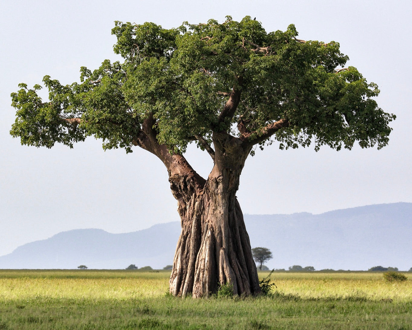 Adansonia digitata large baobab tree with thick trunk and dense green foliage