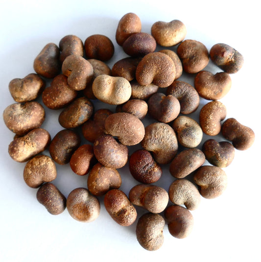 Close-up of Adansonia digitata seeds, showing a pile of irregularly shaped, brown, textured seeds on a white background.