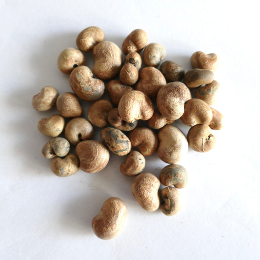Adansonia gregorii seeds with rough textured, kidney-shaped brown appearance on white background