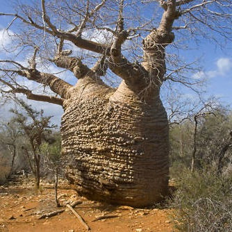 Adansonia samibarensis rare baobab tree with thick trunk and bare branches in dry landscape